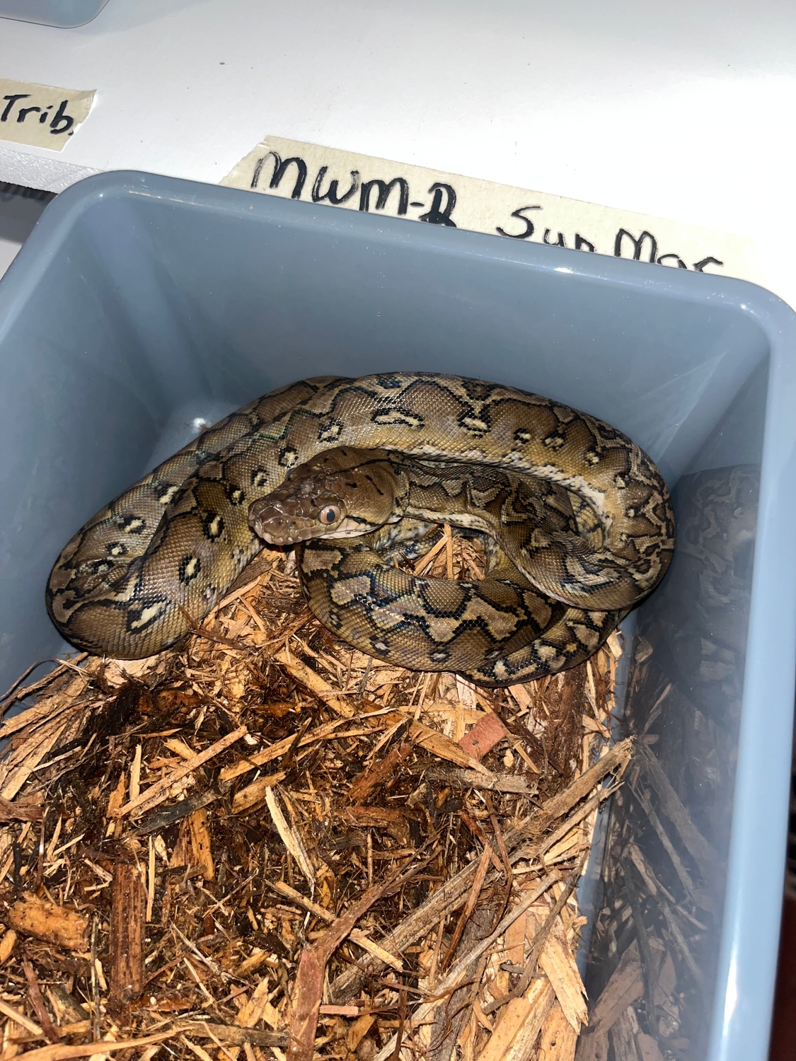 50% Philippine Sunfire Marble Reticulated Python by NoShoulders ...