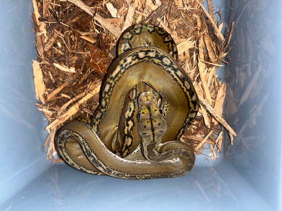 50% Philippine Sunfire Tribal Marble Reticulated Python by NoShoulders ...