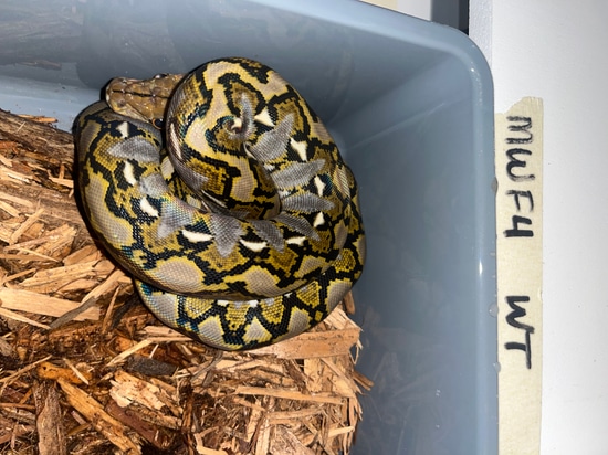 50% Philippine Wild Type Reticulated Python by NoShoulders Reticulated ...