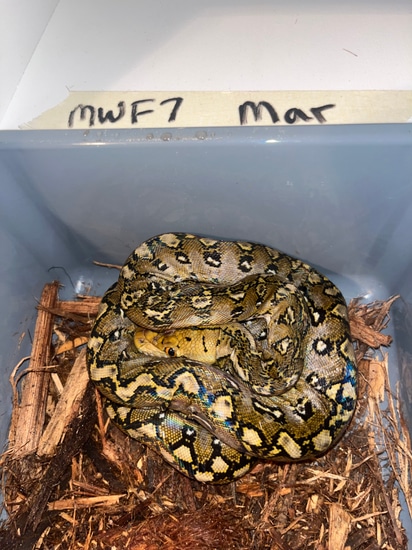 50% Philippine Marble Reticulated Python by NoShoulders Reticulated Pythons