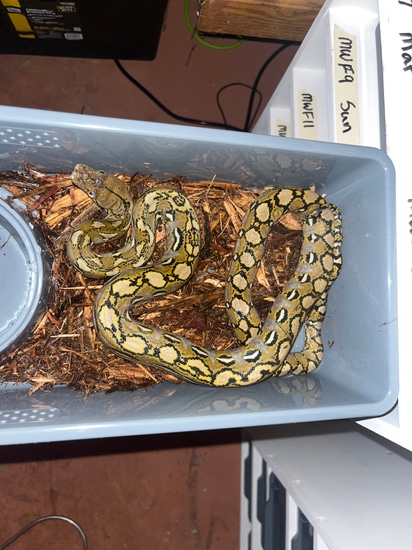 50% Philippine Wild Type Reticulated Python by NoShoulders Reticulated ...