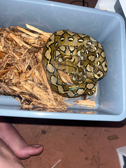 50% Philippine Sunfire Reticulated Python by NoShoulders Reticulated ...