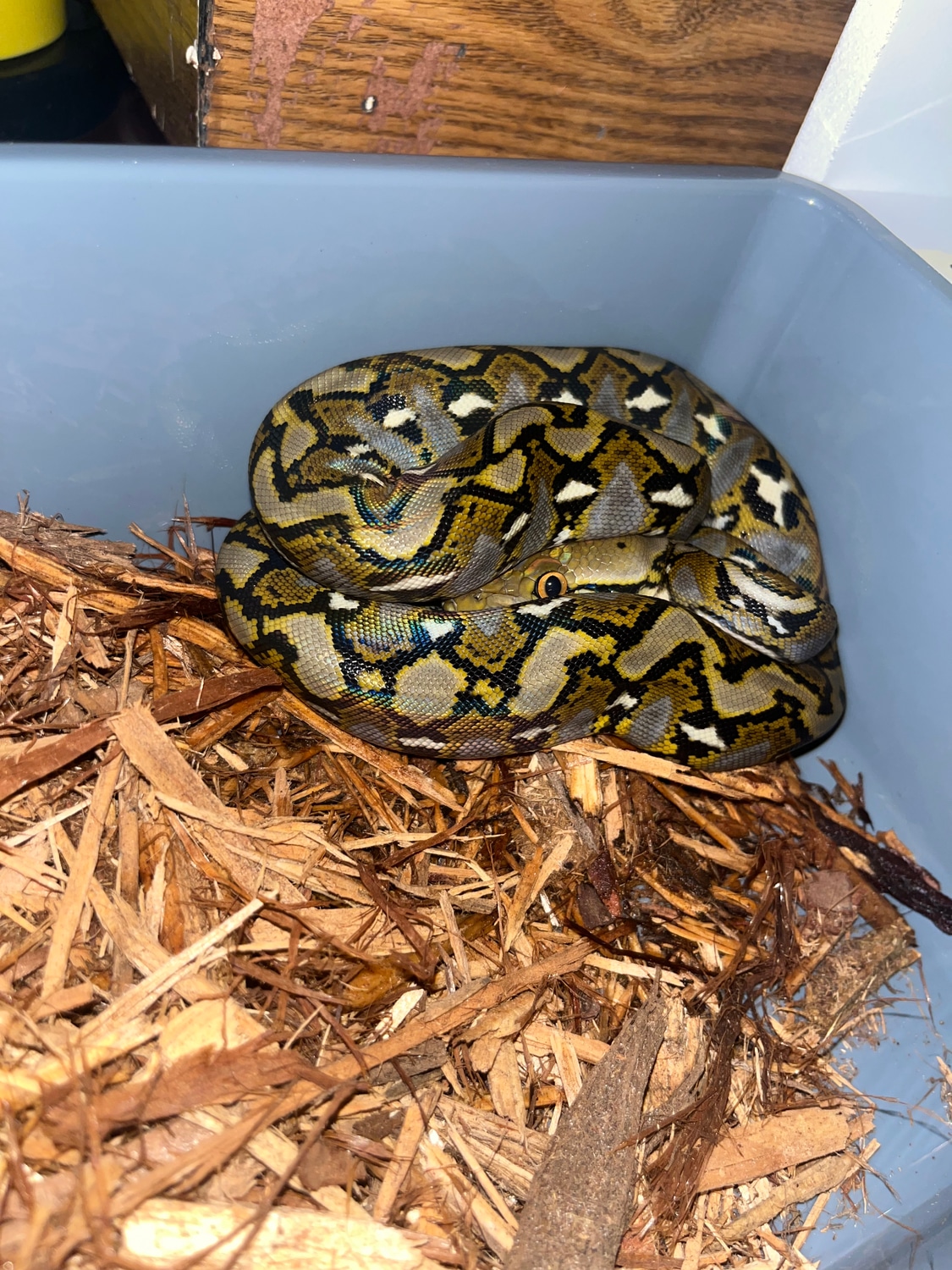 50% Philippine Wild Type Reticulated Python by NoShoulders Reticulated ...