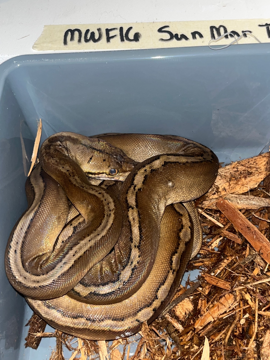 50% Philippine Sunfire Tribal Marble-SALES SPECIAL! Reticulated Python ...