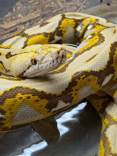 2020 Caramel Ready To Breed! Reticulated Python by NoShoulders ...