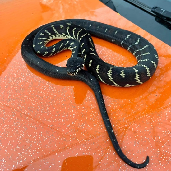 22' CBB Female Boelens Python Boelen's Python by NoShoulders ...