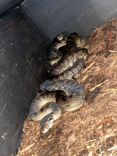 CBB Sorong Amethystine Breeding Pair Scrub Python by NoShoulders ...