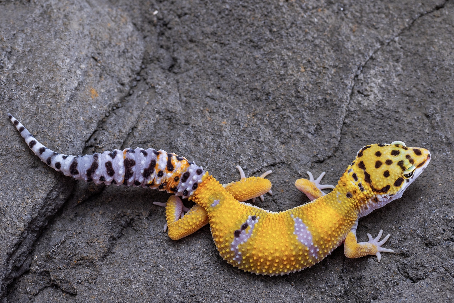 Het Cipher Firebold Cross 50% Het Marble Eye Leopard Gecko by Suburban
