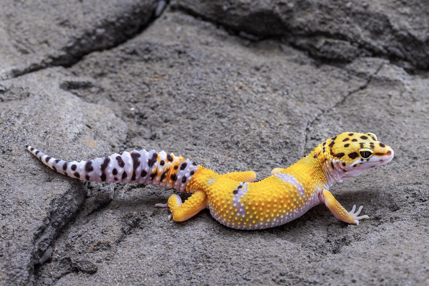 Het Cipher Firebold Cross 50% Het Marble Eye Leopard Gecko by Suburban