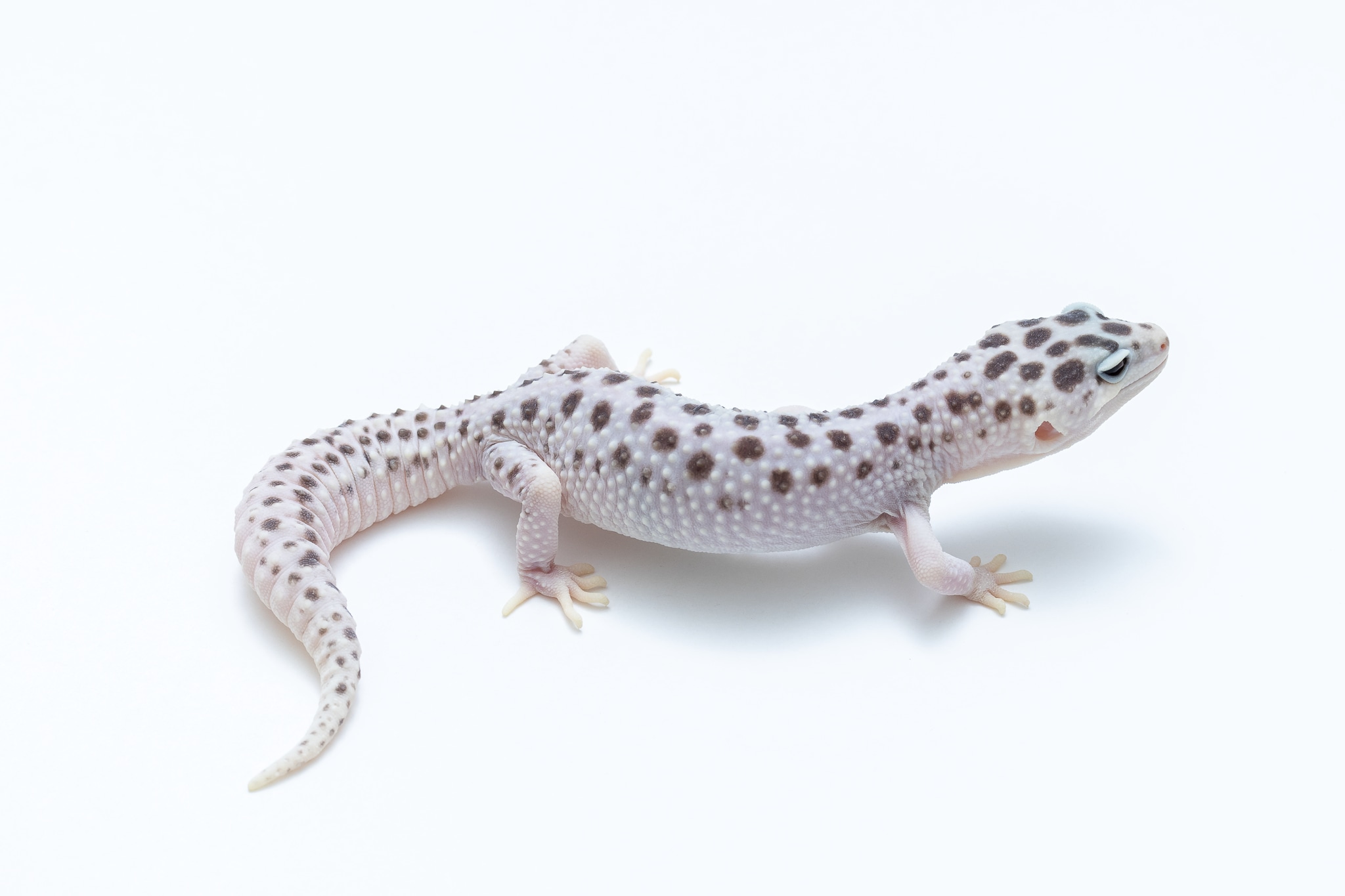 White And Yellow Super Snow Leopard Geckos by Suburban