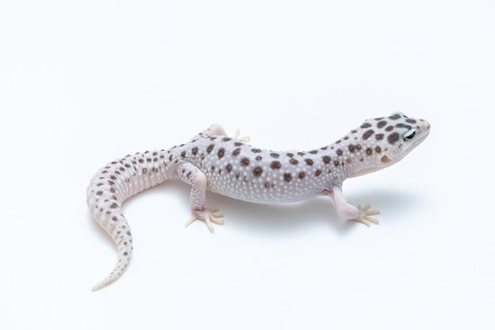 Hiroko＊Snowページ White And Yellow Super Snow Leopard Gecko by Suburban Geckos LLC