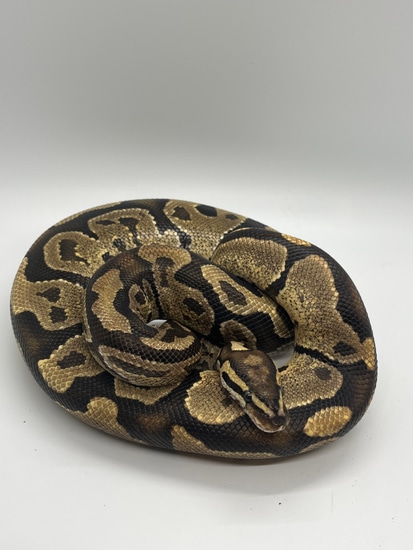 *Sale* Fire+ Ball Python by Closed