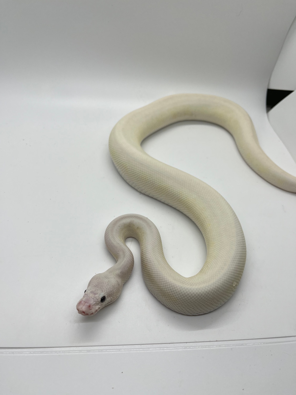 Lesser Spider Python *Sale* Lesser Mojave Spider Super Pastel Ball Python by Suddenly Snakes ...