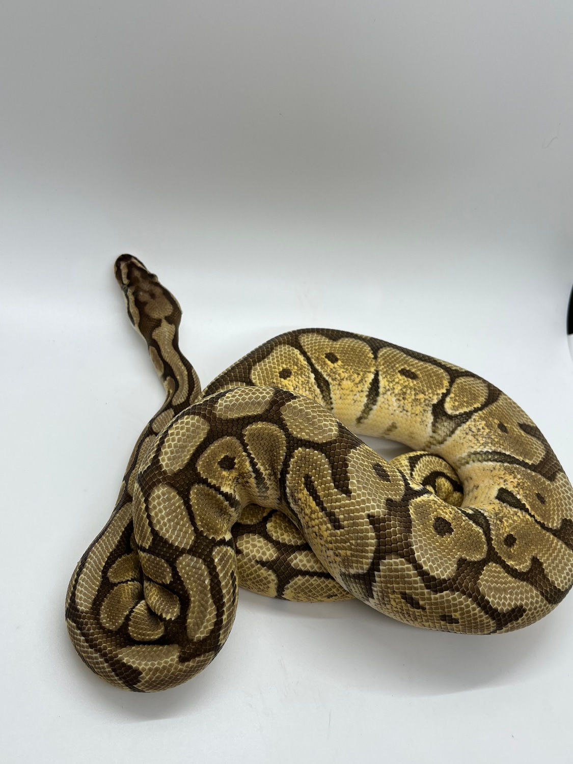 Mojave Spider Ball Python by Suddenly Snakes - MorphMarket image.