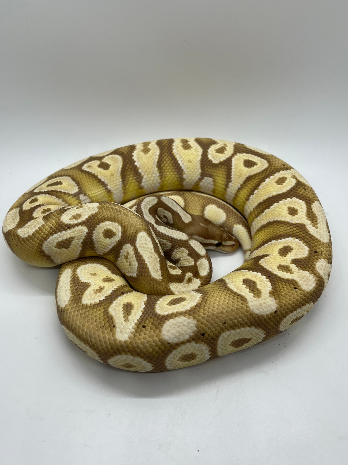 Banana Mojave Ball Python by Suddenly Snakes - MorphMarket
