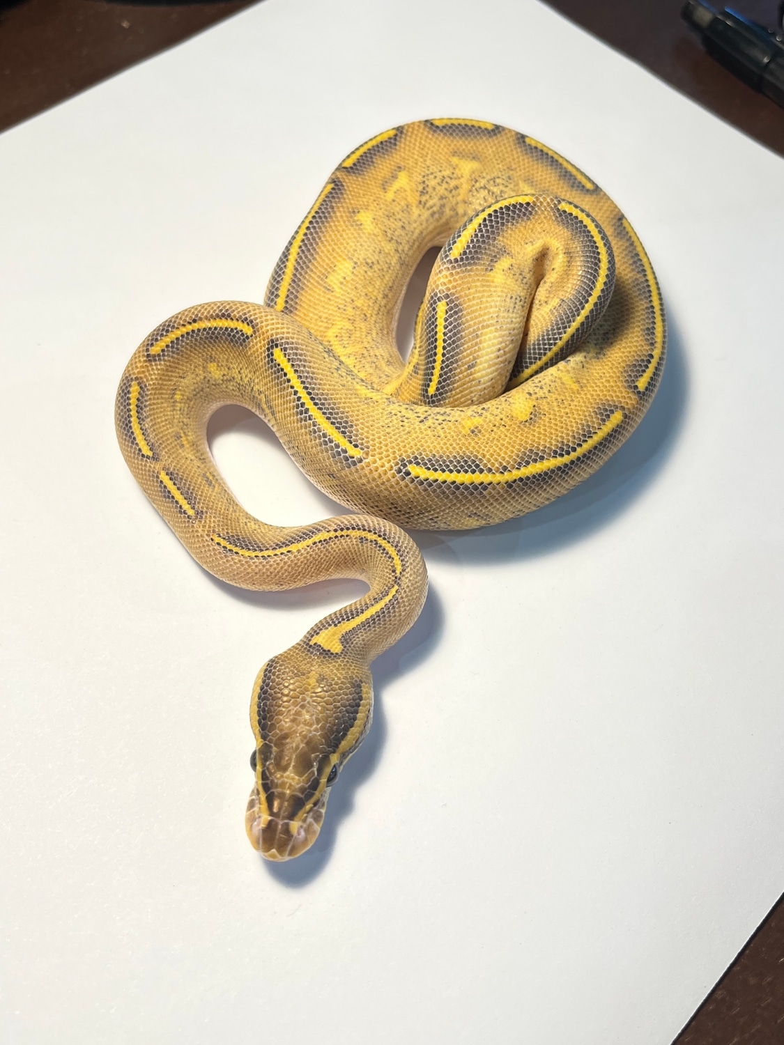 *Shipped* Highway Ball Python by Suddenly Snakes MorphMarket