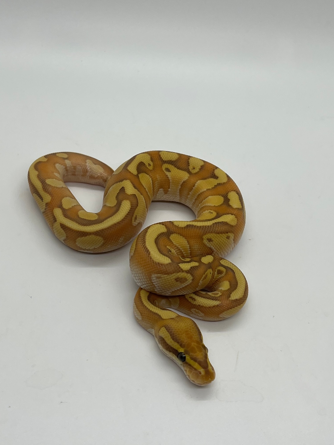 Banana Lesser Fire Het Clown Pos Enchi Ball Python by Suddenly Snakes ...