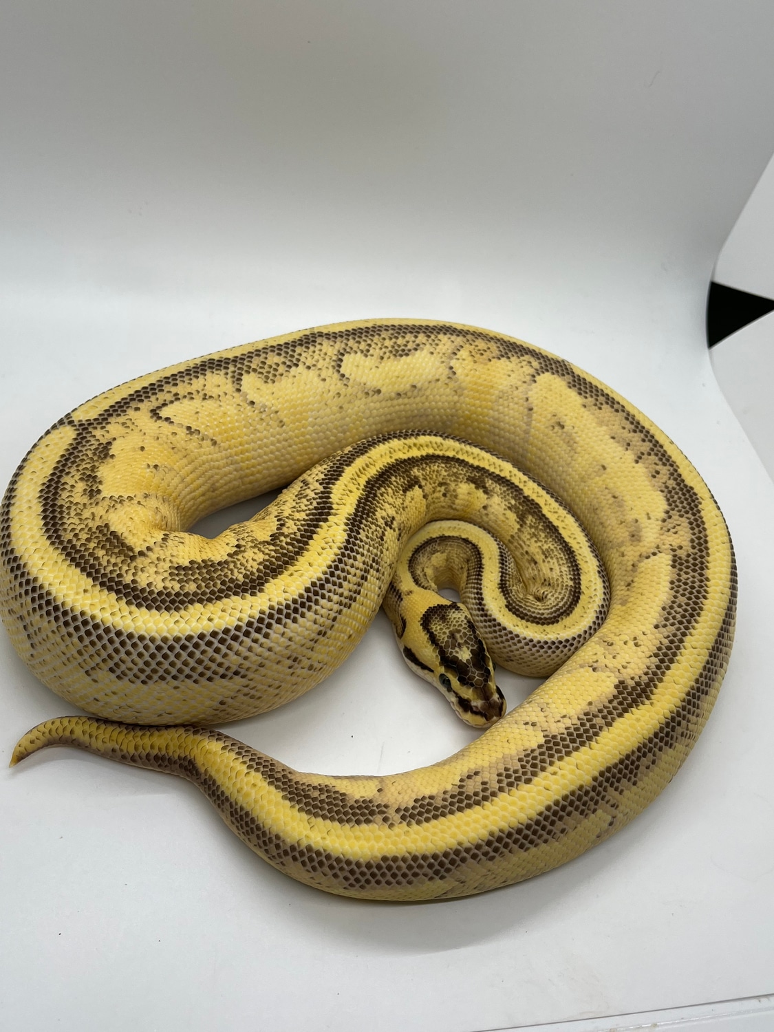 * Holiday Sale* Pastel Enchi Superstripe Ball Python by Suddenly Snakes ...