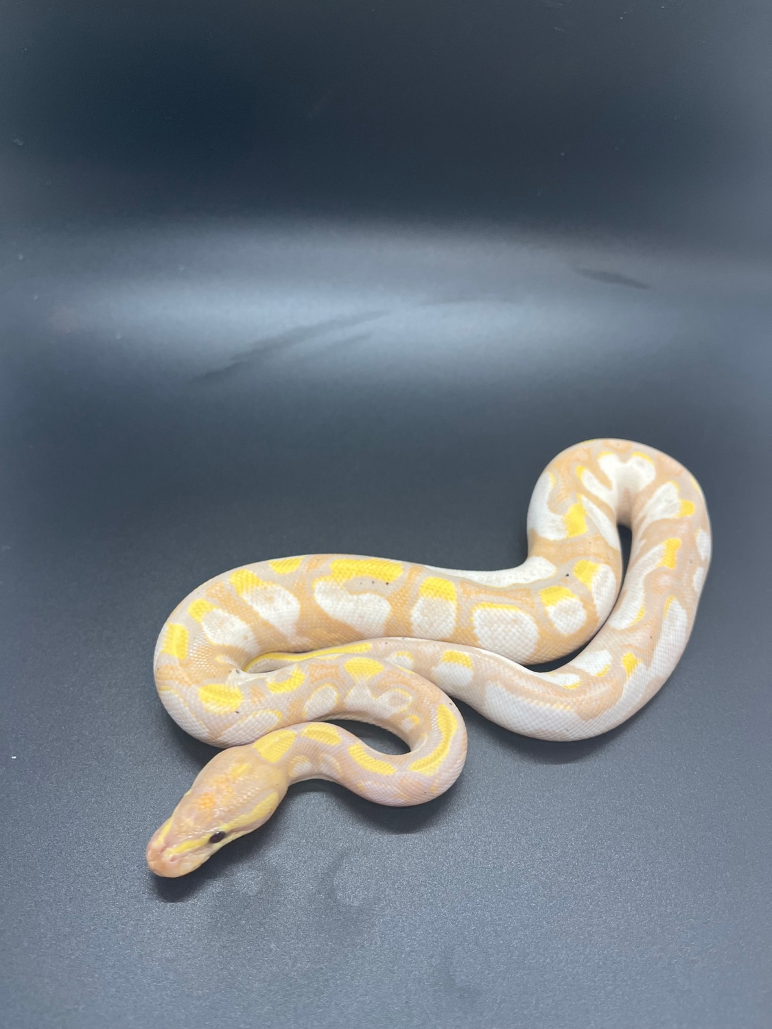 Banana Calico Pos Enchi Pos Yellow Belly Ball Python by Suddenly Snakes