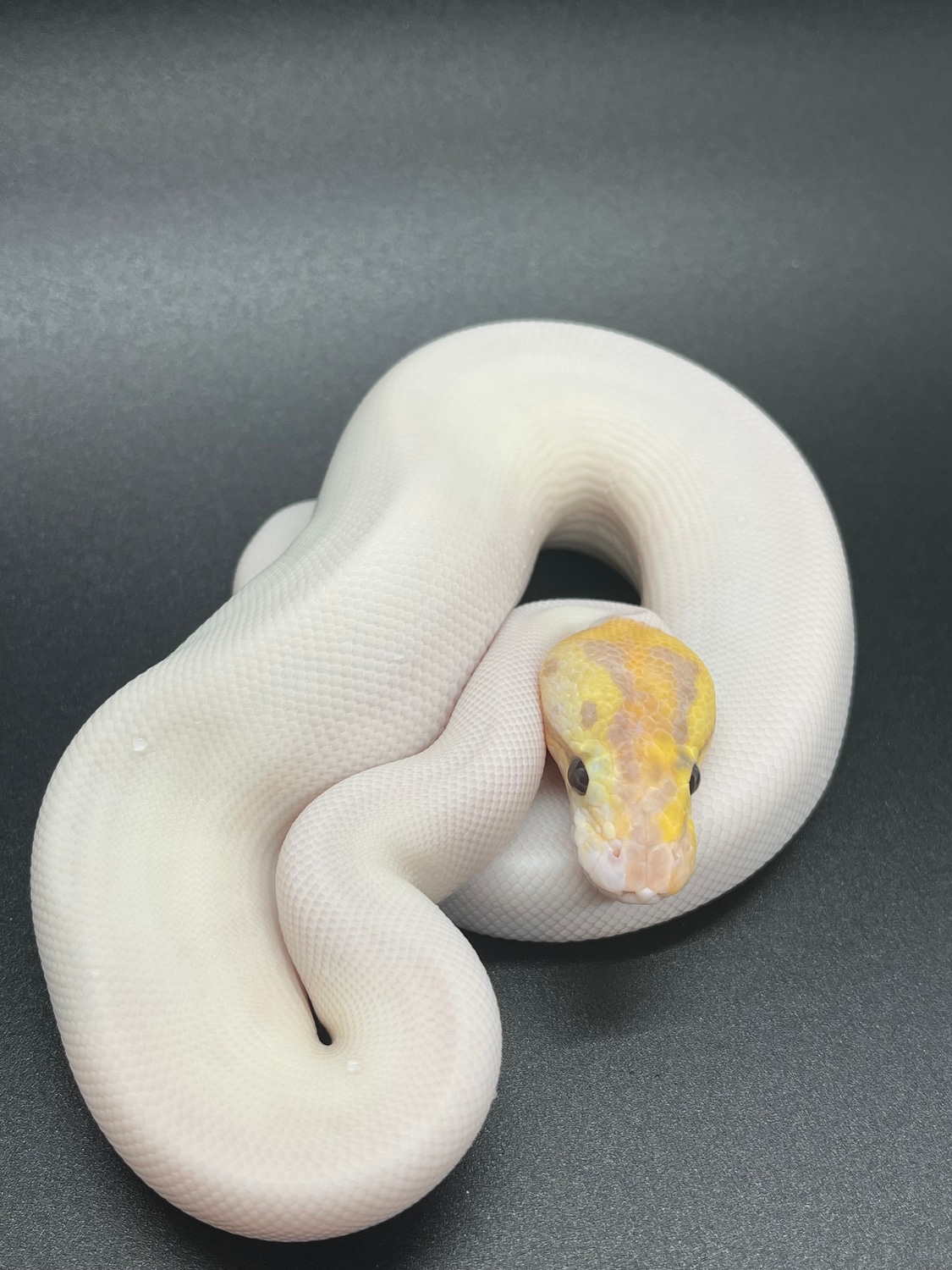 Banana Spider Pied Ball Python by Closed MorphMarket