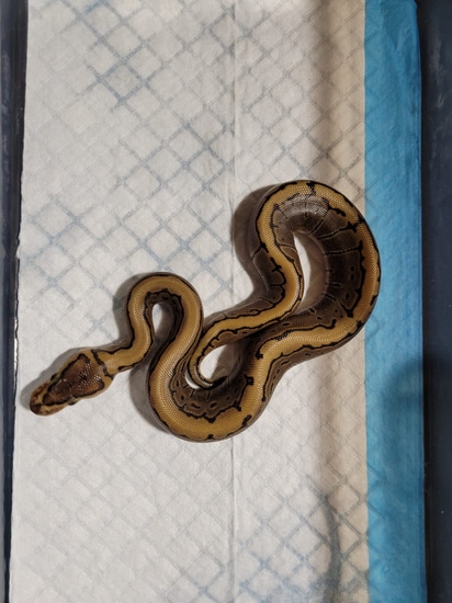 Pinstripe Ball Python by Sugar Hill Ball Pythons