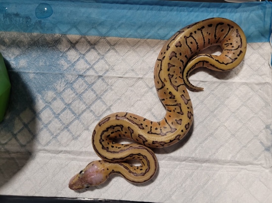 Lemon Blast Ball Python by Sugar Hill Ball Pythons