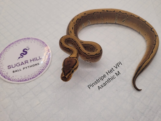 Pinstripe Het Axanthic (VPI) Ball Python by Sugar Hill Ball Pythons