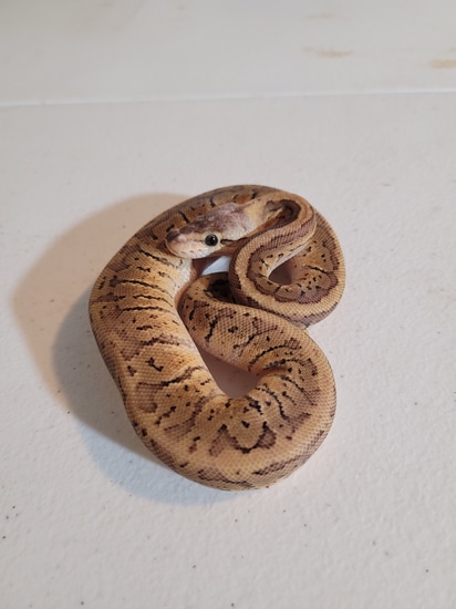 Lemon Blast Ball Python by Sugar Hill Ball Pythons