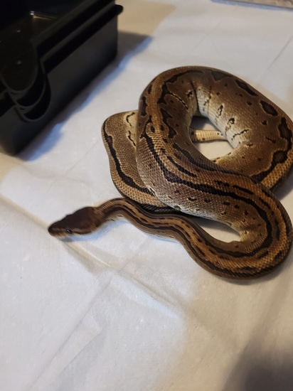 Black Head Pinstripe Adult Male RTB Ball Python by Sugar Hill Ball Pythons