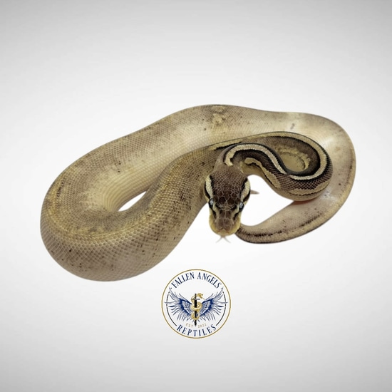 Cinnamon Sandblast Pastel (Yellowbelly) Het Piebald Ball Python by ...