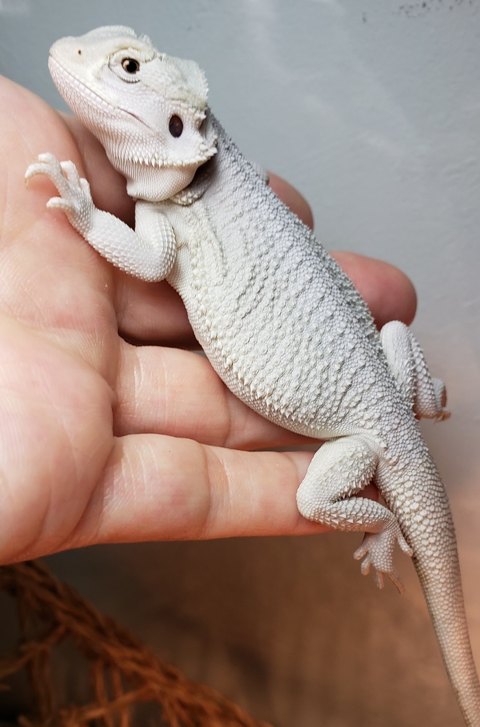 Hypo Zero Central Bearded Dragon by Marlo