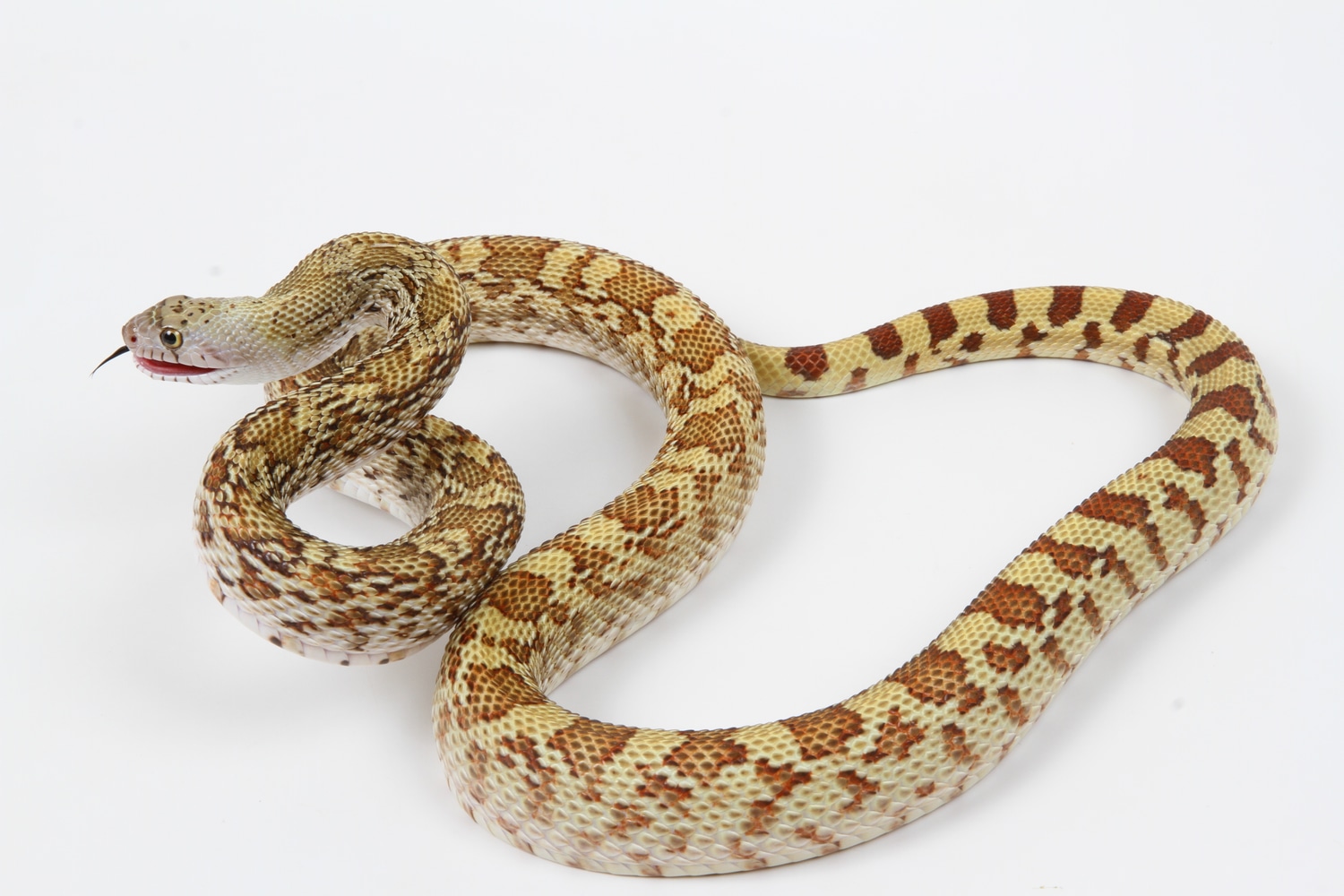 Lajitas Sonoran Gopher Snake by Summer's Snakes MorphMarket