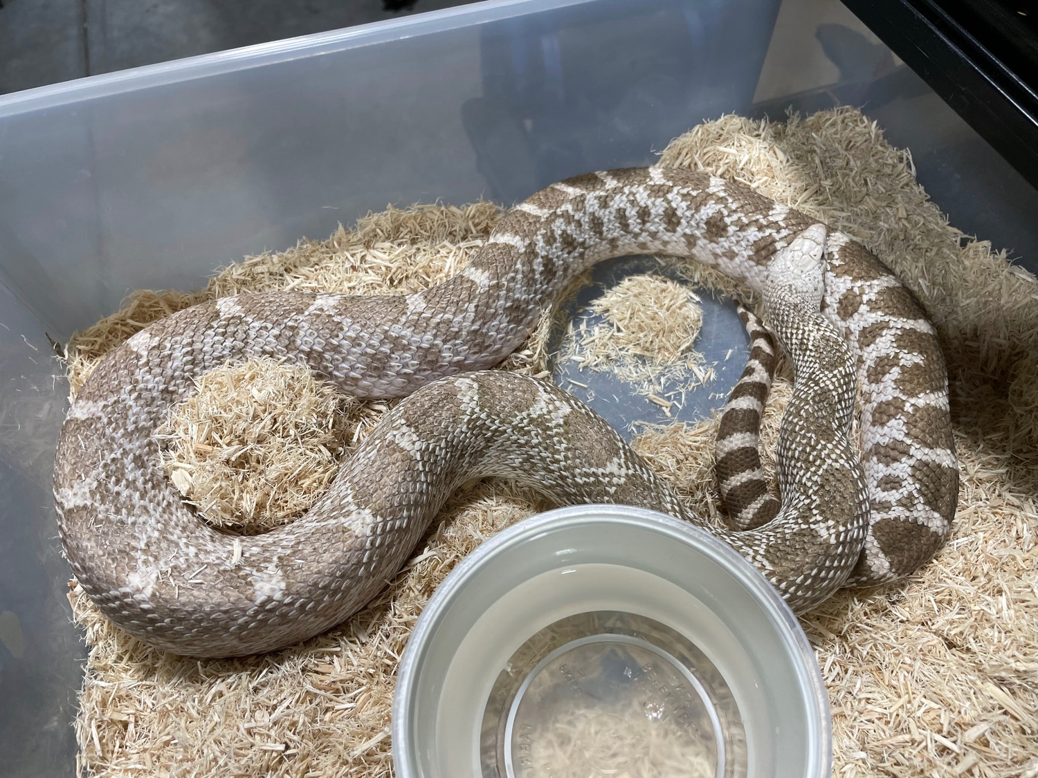 Ghost Het Whiteside & Axanthic (Miami) Male (Trumbower/Ballam