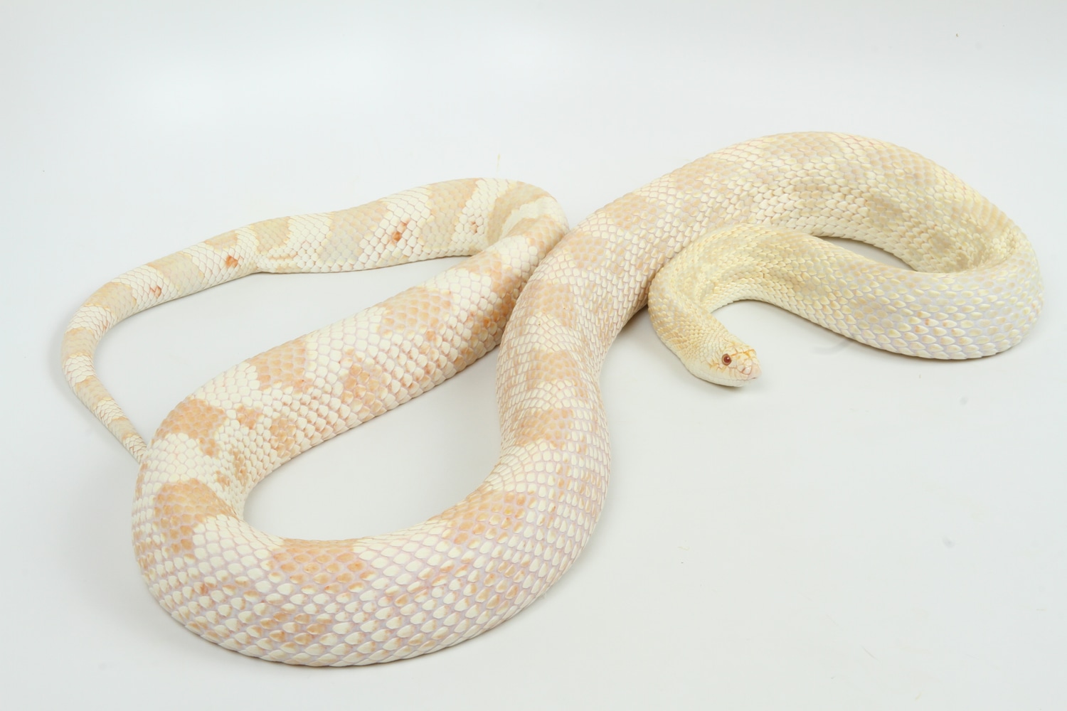 Albino Northern (Burlington) Pine Snake by Summer's Snakes MorphMarket