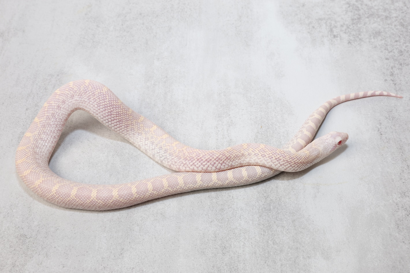 Snow DH Hypo Whiteside 50% PH Patternless Bullsnakes by