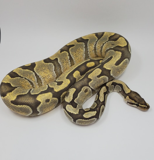 Enchie Ghost Ball Python by Metal Monster Ball Pythons