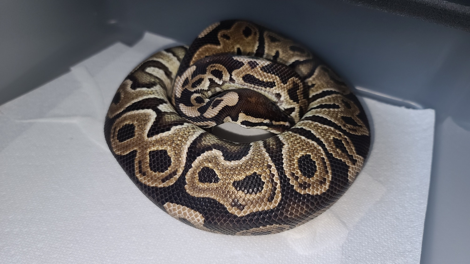 Het Red Axanthic Ball Python by No BS Exotics - MorphMarket