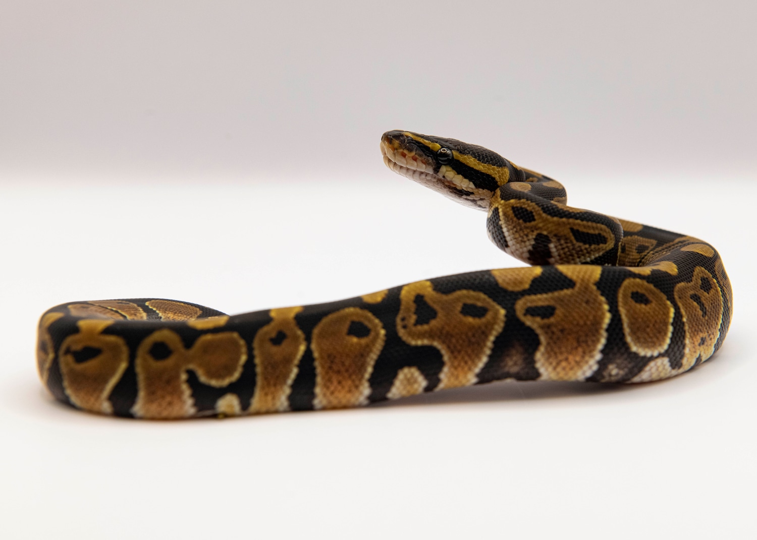 Gold Blush Ball Python by No BS Exotics MorphMarket