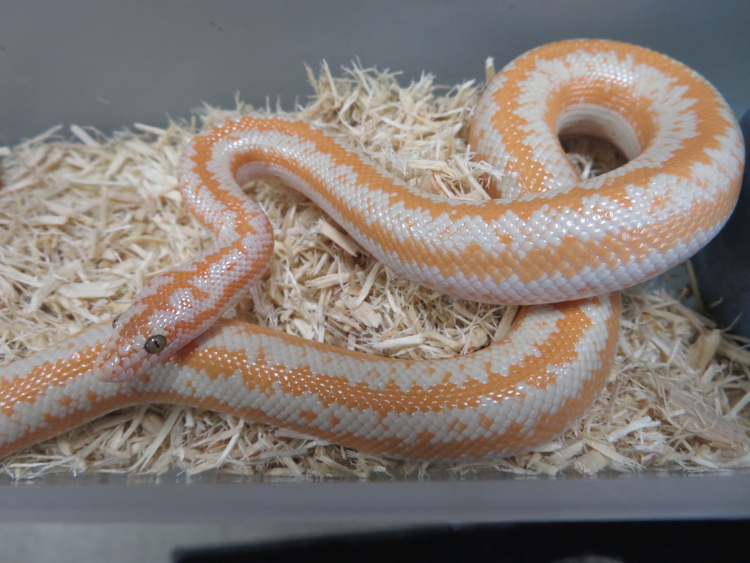 Whitewater Albino Rosy Boa by Stingers Exotics LLC MorphMarket
