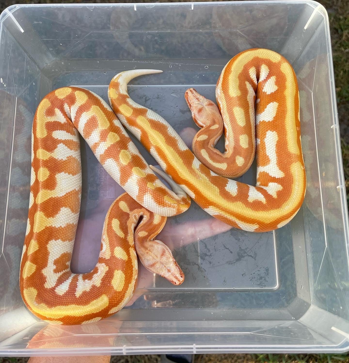 T-Negative Blood Python by Supernatural Exotics - MorphMarket