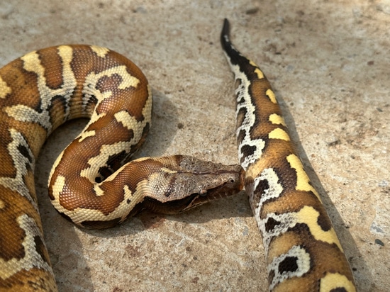 Het T-Negative Blood Python 265 Shipped! by Supernatural Exotics