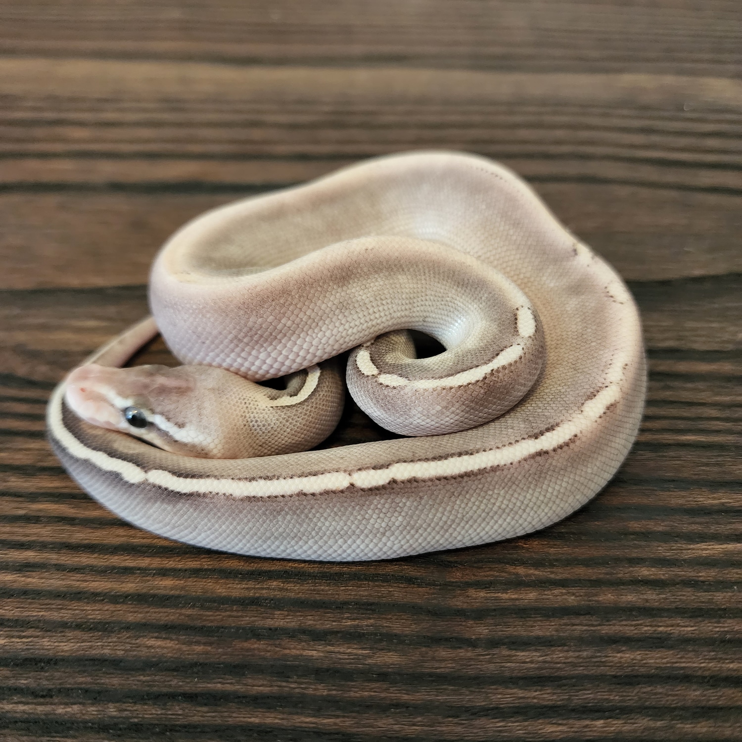 Pewter GHI Lesser Ball Python by BK Finest Reptiles - MorphMarket