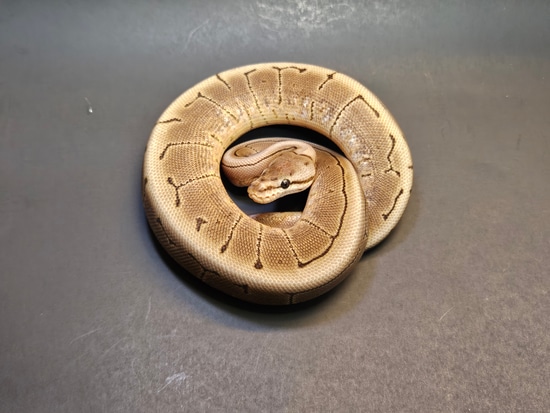 Spinner Ball Python by Sun Dog Serpents