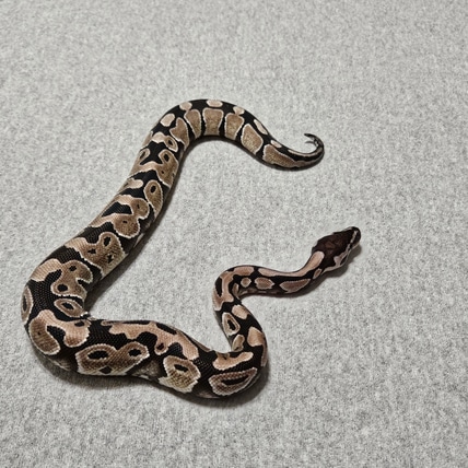 TSK Axanthic Het Clown Ball Python by Sun Dog Serpents