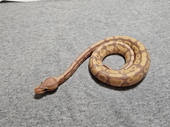 Banana (Dinker) Het Clown Ball Python by Sun Dog Serpents