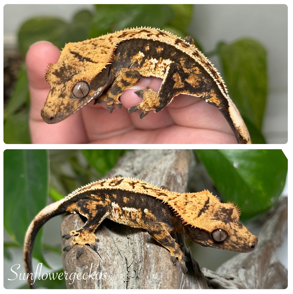 Harlequin Pinstripe Crested Gecko by Sunflower Geckos - MorphMarket