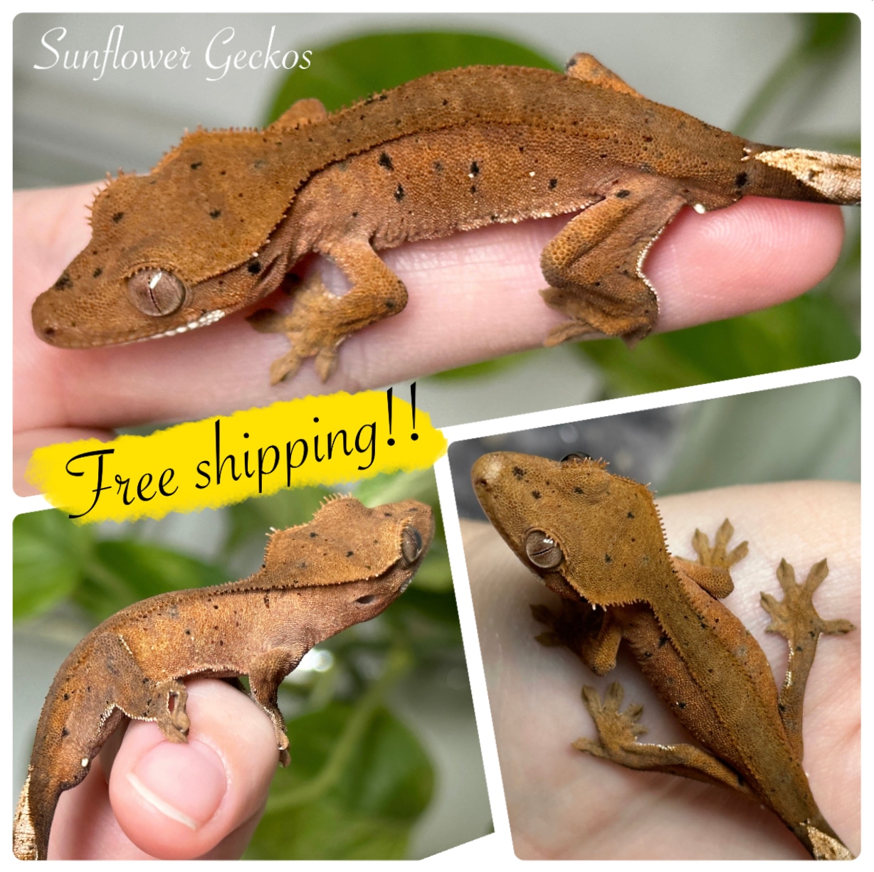 Free Shipping!! Pos Super Dalmatian Crested Gecko by Sunflower Geckos