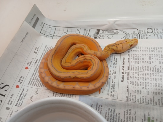 Citrus OG Marble Sun Het Purple Reticulated Python by Sunglow Serpents ...