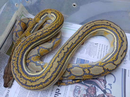 Blue Hypo Reticulated Python by Sunglow Serpents Michael Powell