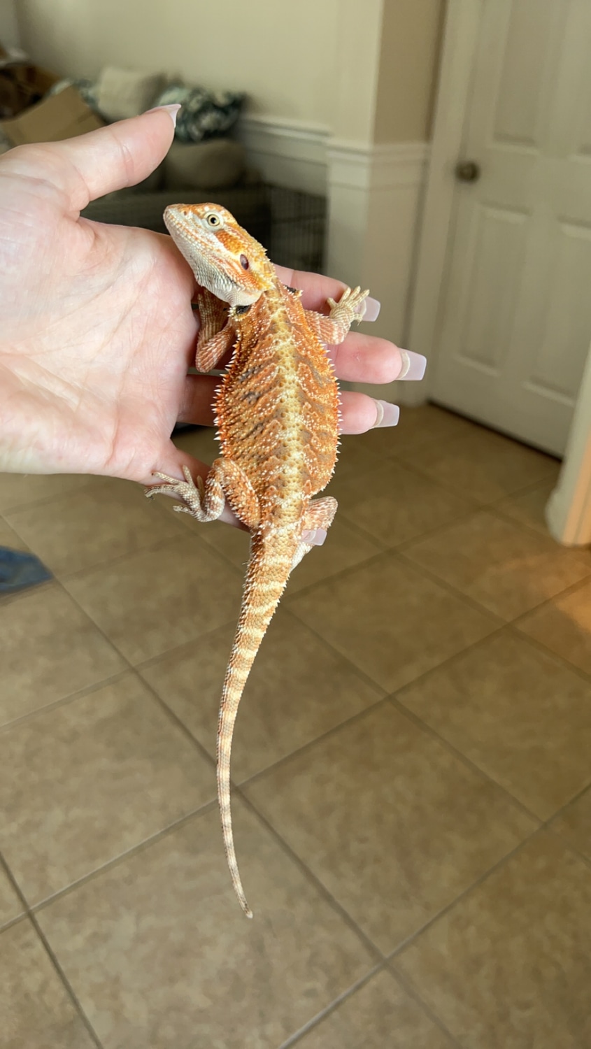 Red Male Central Bearded Dragon by Sun Kissed Dragons MorphMarket